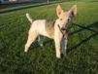 image of wire_haired_fox_terrier