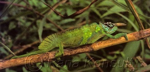 image of african_chameleon