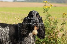 image of cocker_spaniel #22