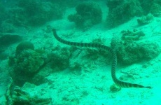 image of sea_snake