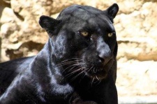 image of jaguar_car