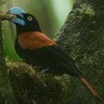 image of bird