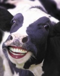 image of animal