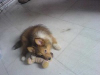 image of shetland_sheepdog