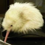 image of bird