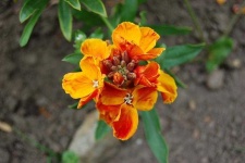image of flower