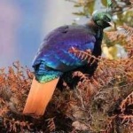image of bird