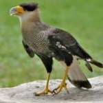image of bird