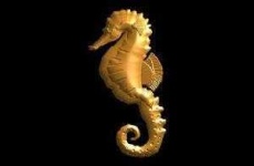 image of sea_horse