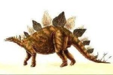 image of stegosaurus