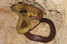 image of night_snake
