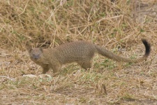 image of mongoose #29