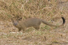 image of mongoose