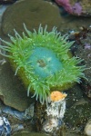 image of sea_anemone