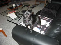 image of schipperke