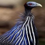 image of bird