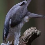 image of bird