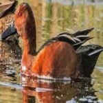 image of bird