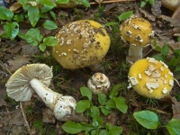 image of mushrooms