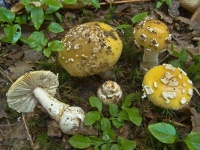 image of amanita #18