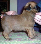 image of brabancon_griffon