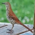 image of bird