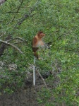 image of macaque