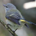 image of bird