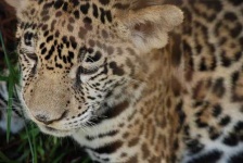 image of jaguar_car