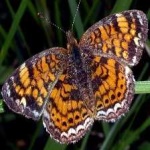 image of animal