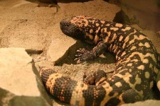 image of gila_monster