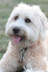 image of wheaten_terrier #3