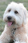 image of animal