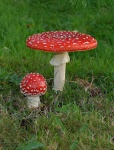 image of agaric
