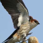 image of bird
