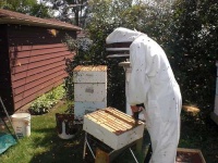 image of apiary
