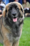 image of animal