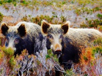 image of boar #10