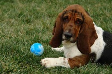 image of basset_hound #22