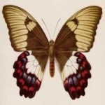 image of animal
