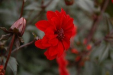 image of flower