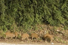image of hog