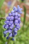 image of grape_hyacinth #9