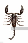 image of scorpion