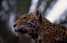 image of jaguar_car