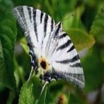 image of animal