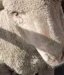 image of animal