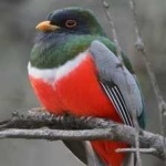 image of bird
