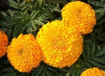 image of flower