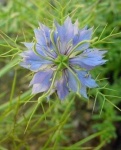 image of flower